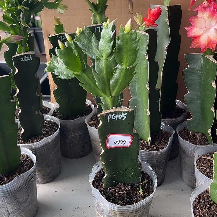 颜***熙当前无花栽培后可以开花pg05