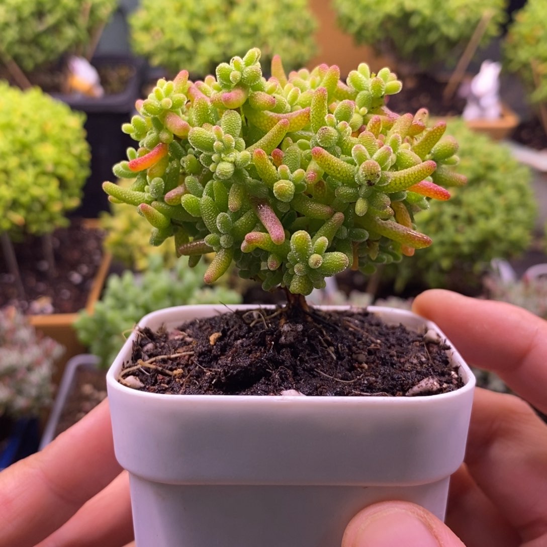 78，蜜桔糖球。    