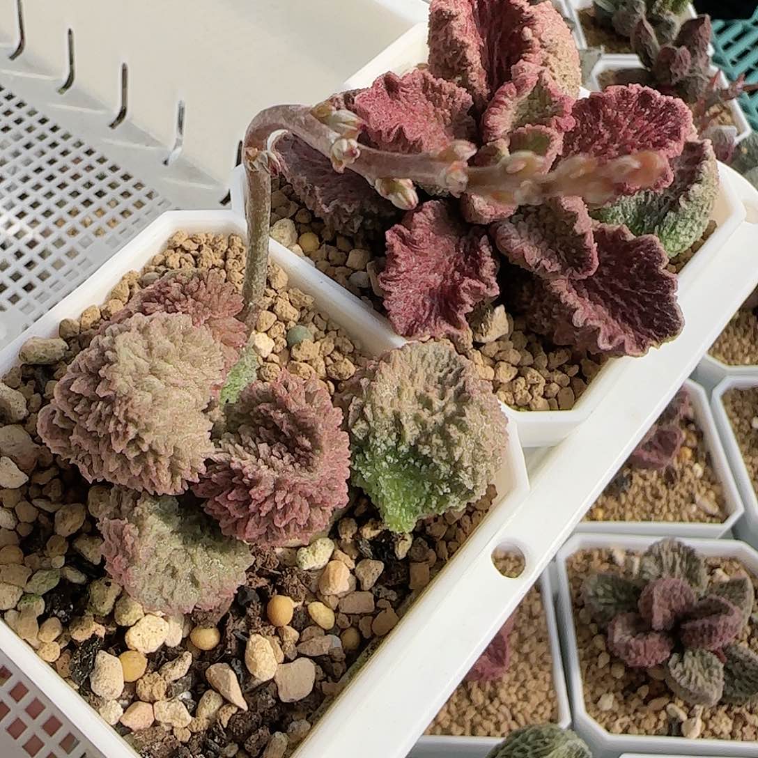 浪***。实生水泡叶子 花友专拍