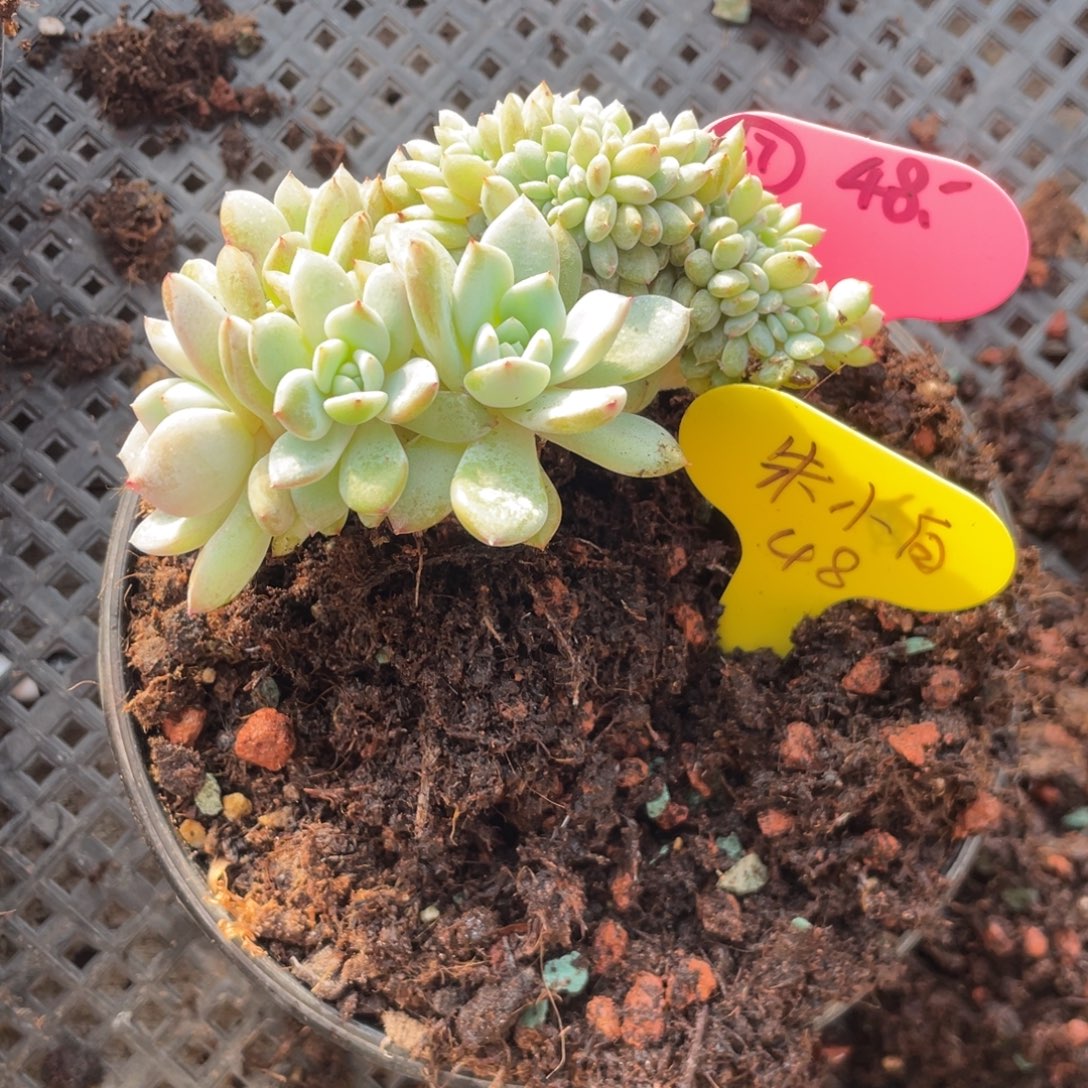 朱***。石榴子星影缀化默认底切67