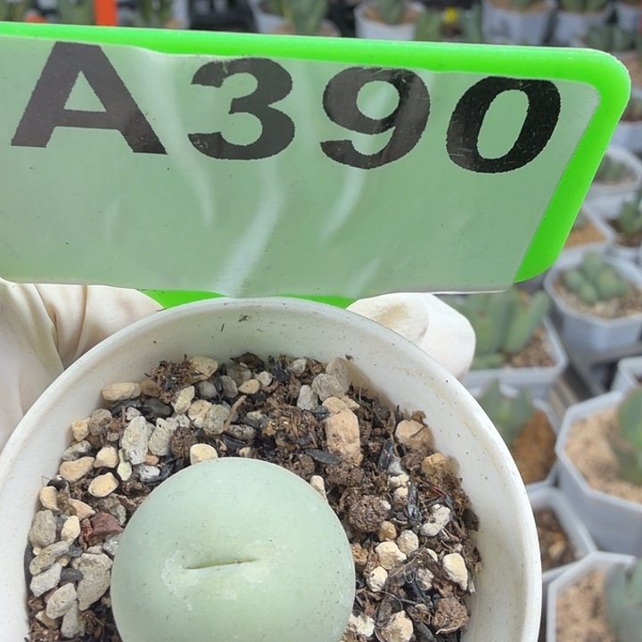390mmmmmmmmmmmmmm