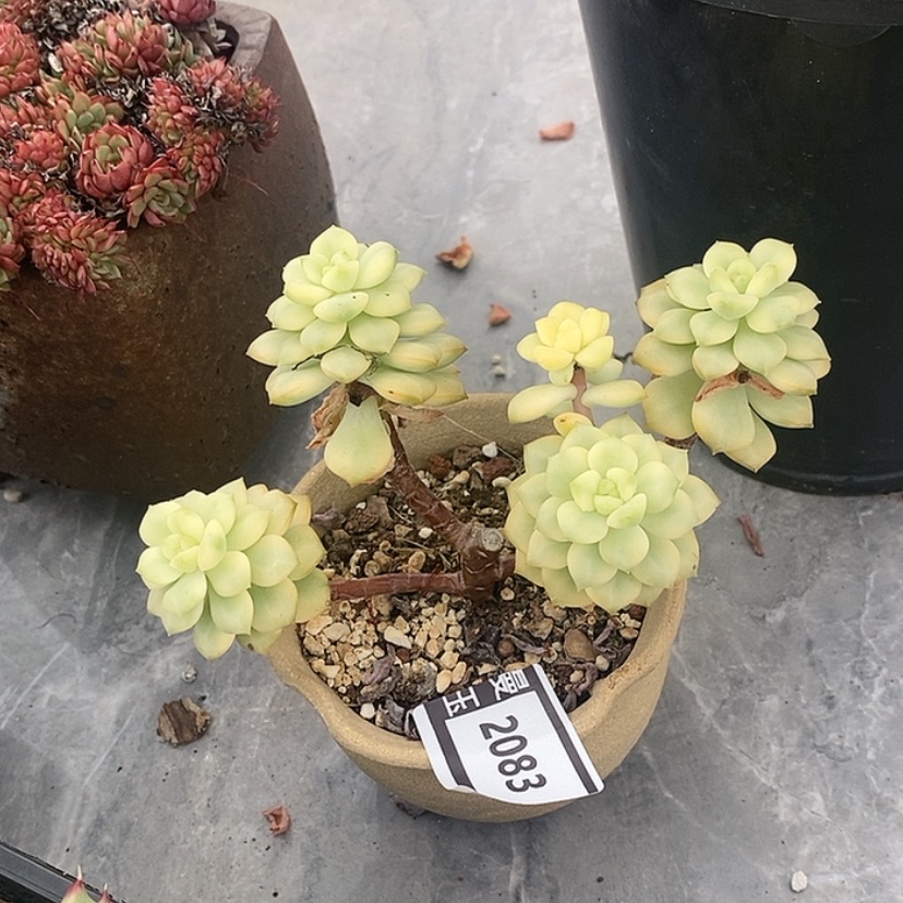 【闪购商品】不知名缀2083