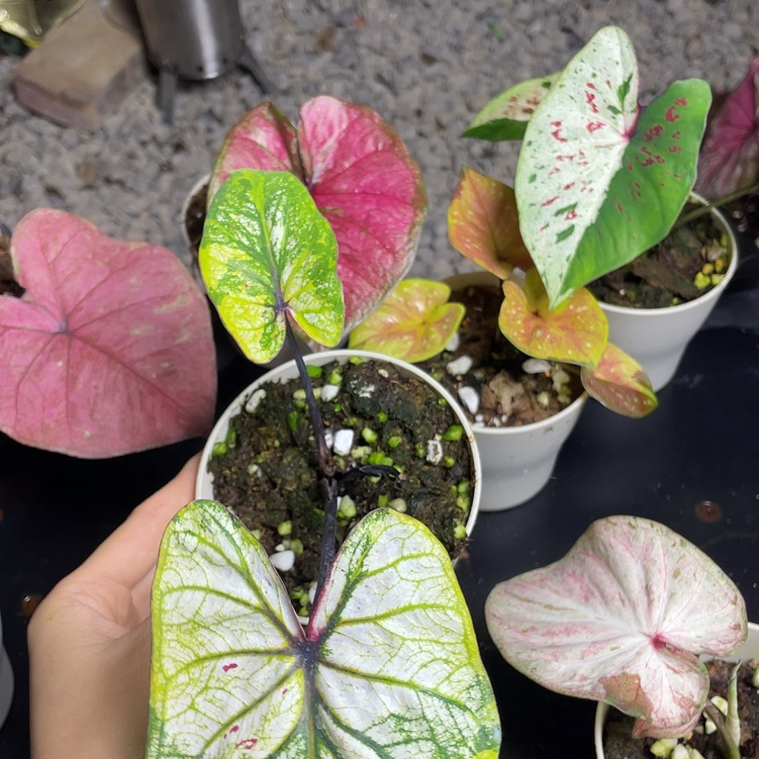 无花朵小苹果养定发货