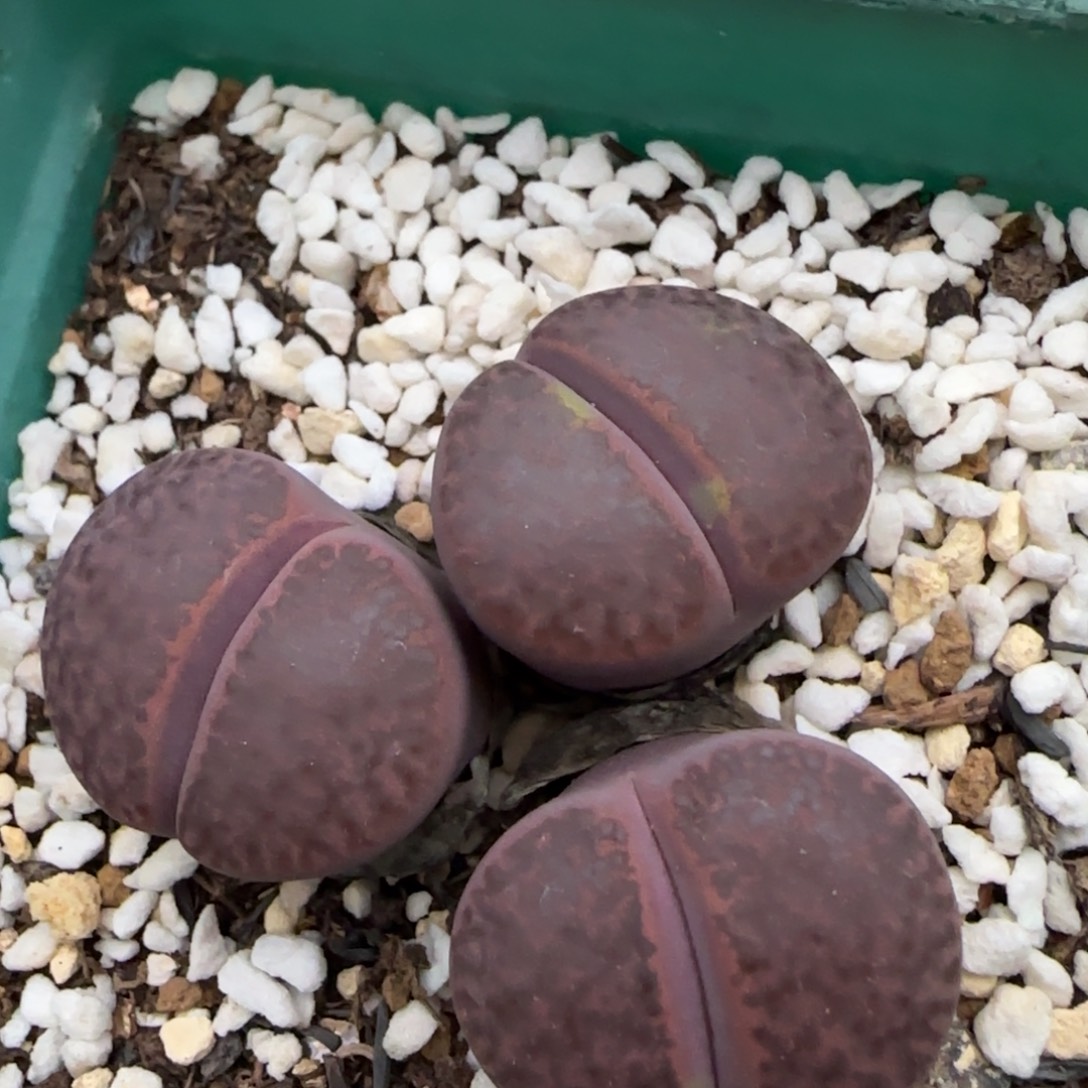 12.13。  紫柘榴。  2013