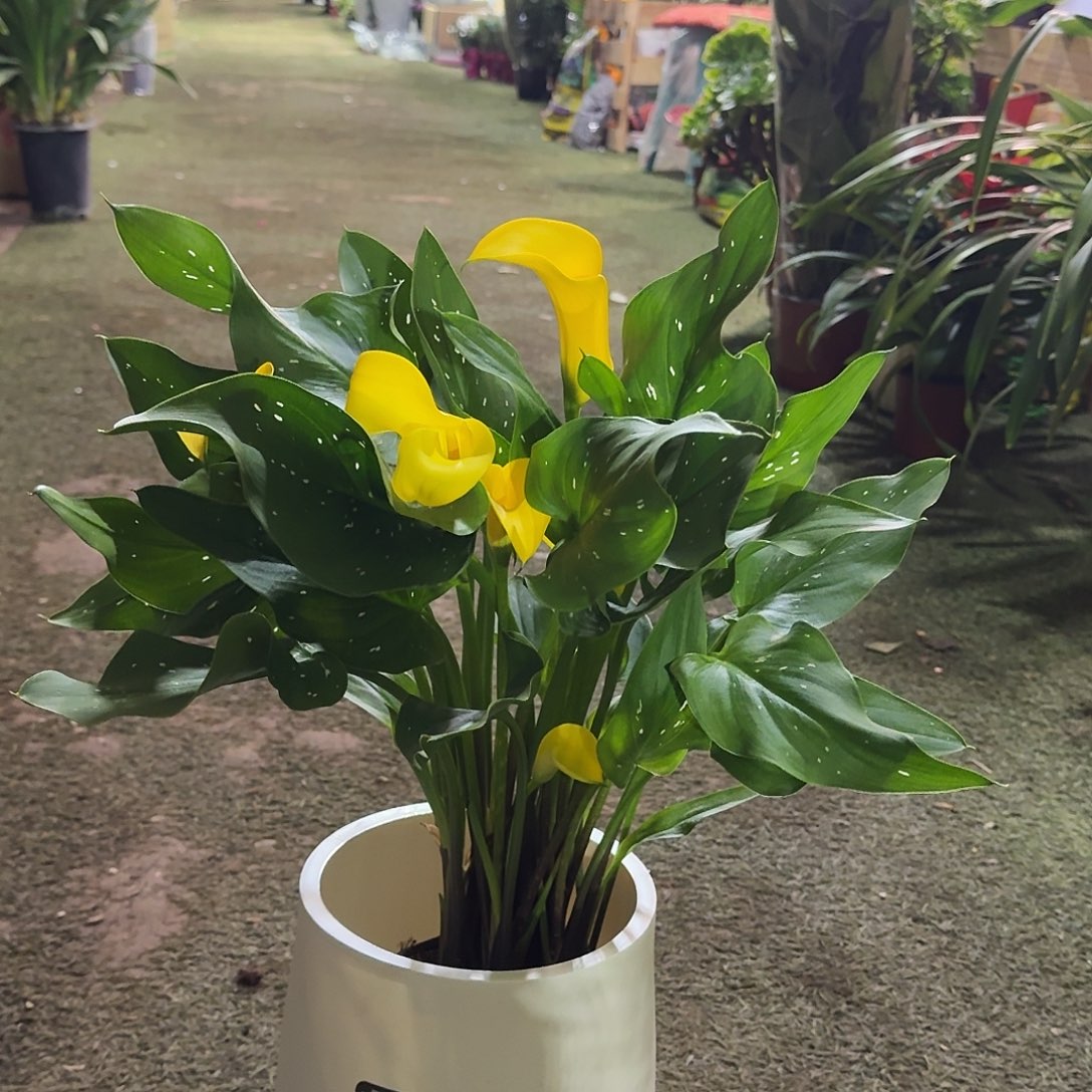 完全开放黄金马蹄莲