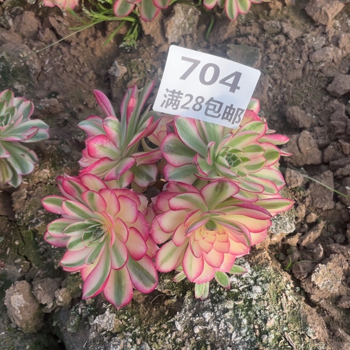704倾城母本多肉植物二号E