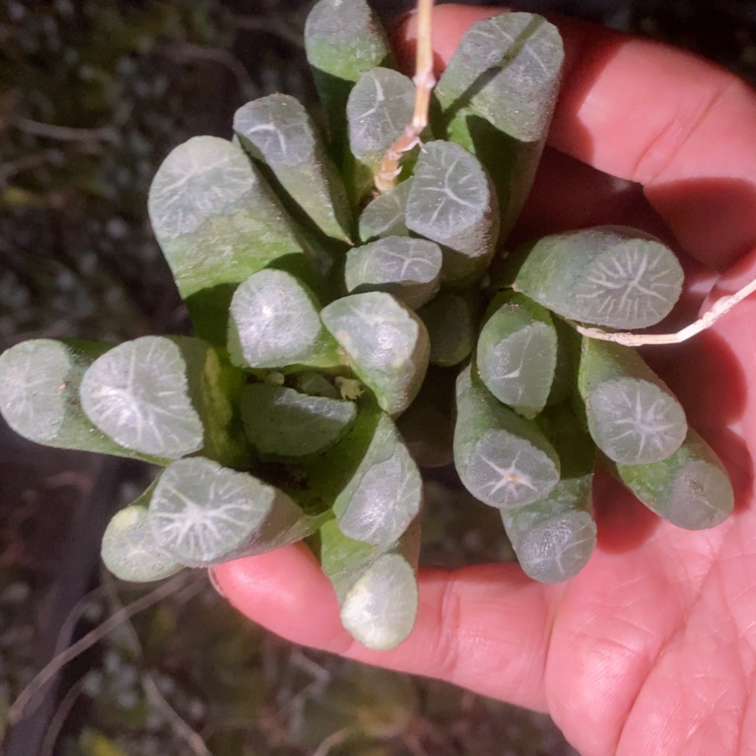 438 一颗西门庆万象 超级福利