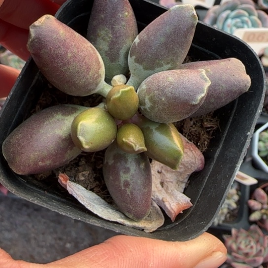 94艺姬海豹多肉植物多