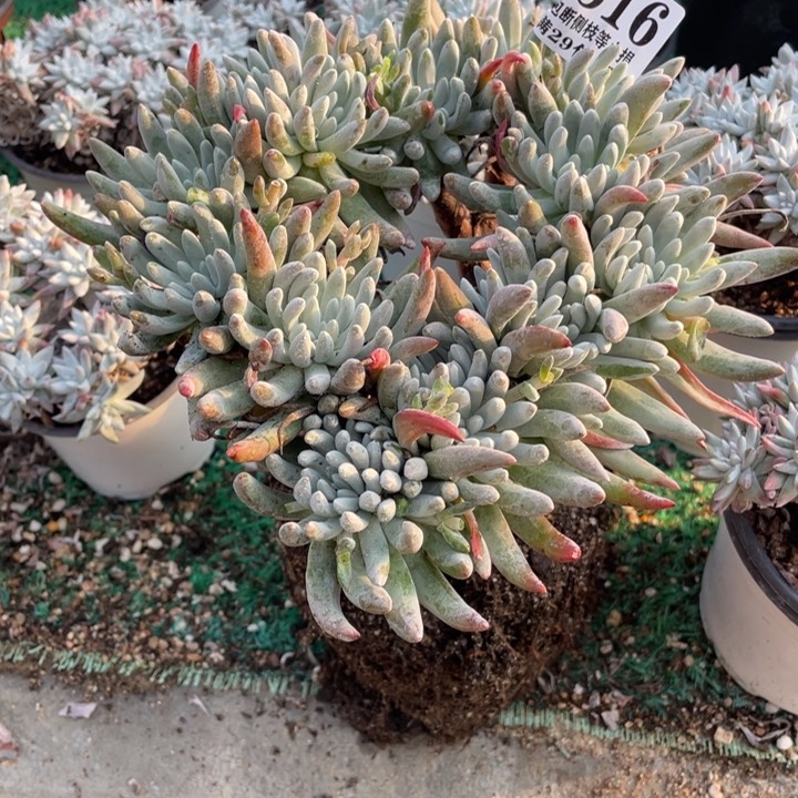 316号雪花多肉植物