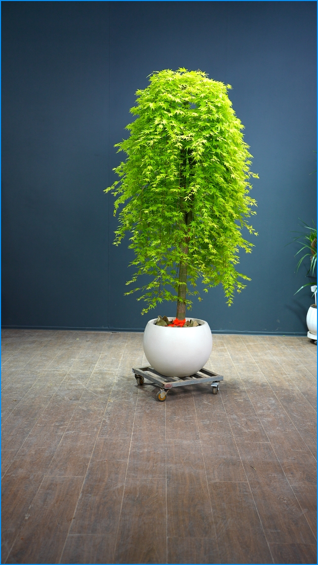 流泉枫高杆造型盆景室内绿植庭院阳台耐寒植物