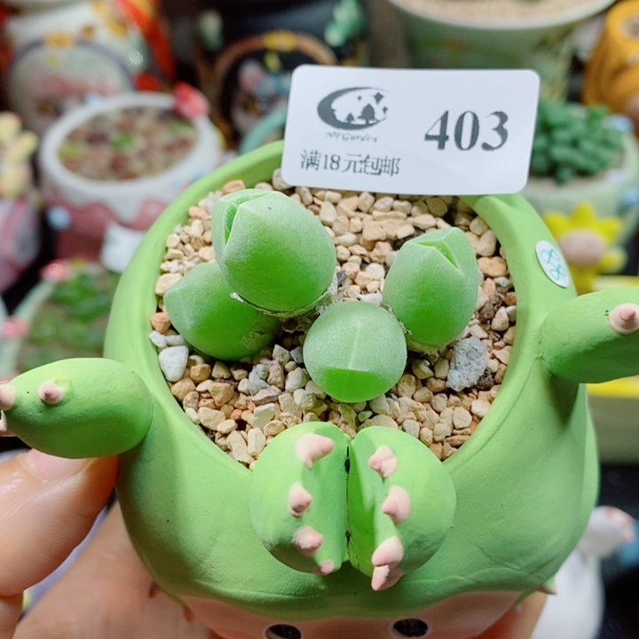 生石花花花花花花花403