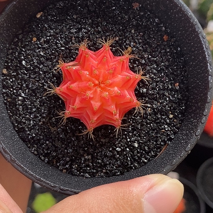 精品米哈—脱土发货5