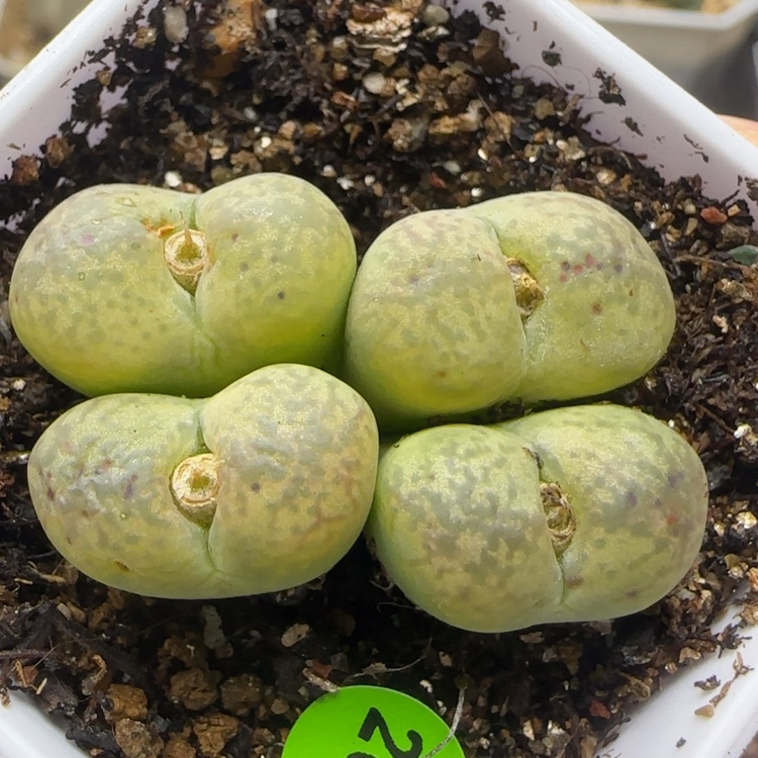 杂交群生多肉植物265