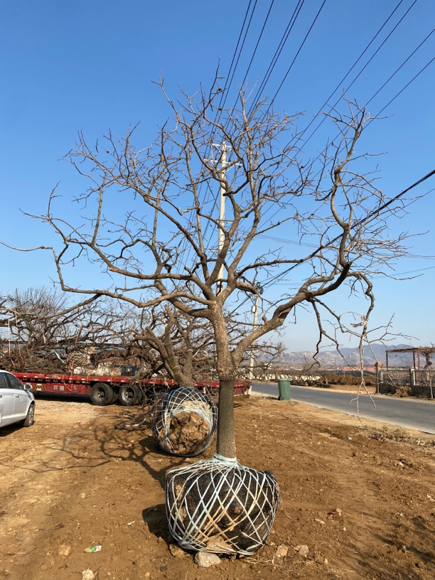 庭院盆栽地栽 一物一拍