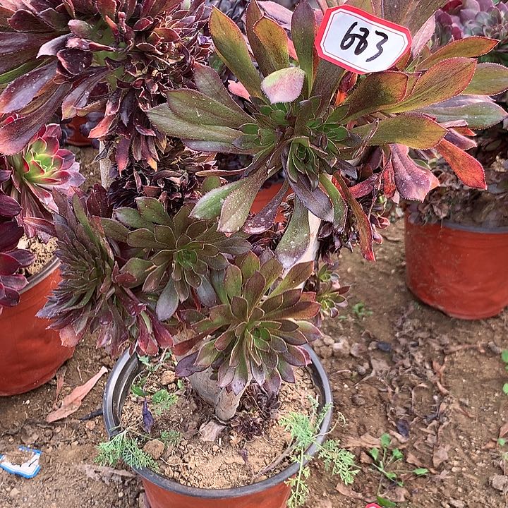 酒红缀多肉植物683
