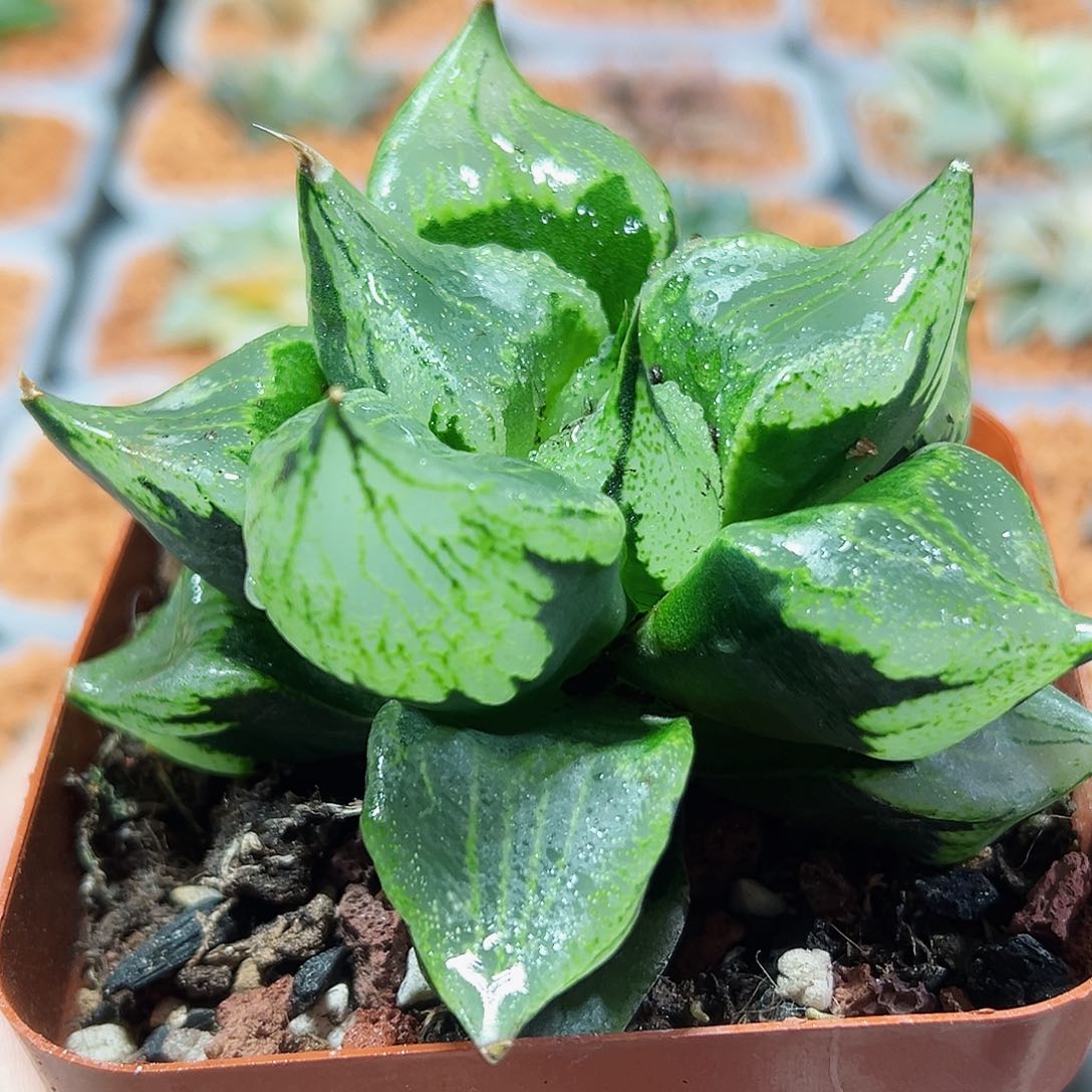 十二卷多肉裹斑若