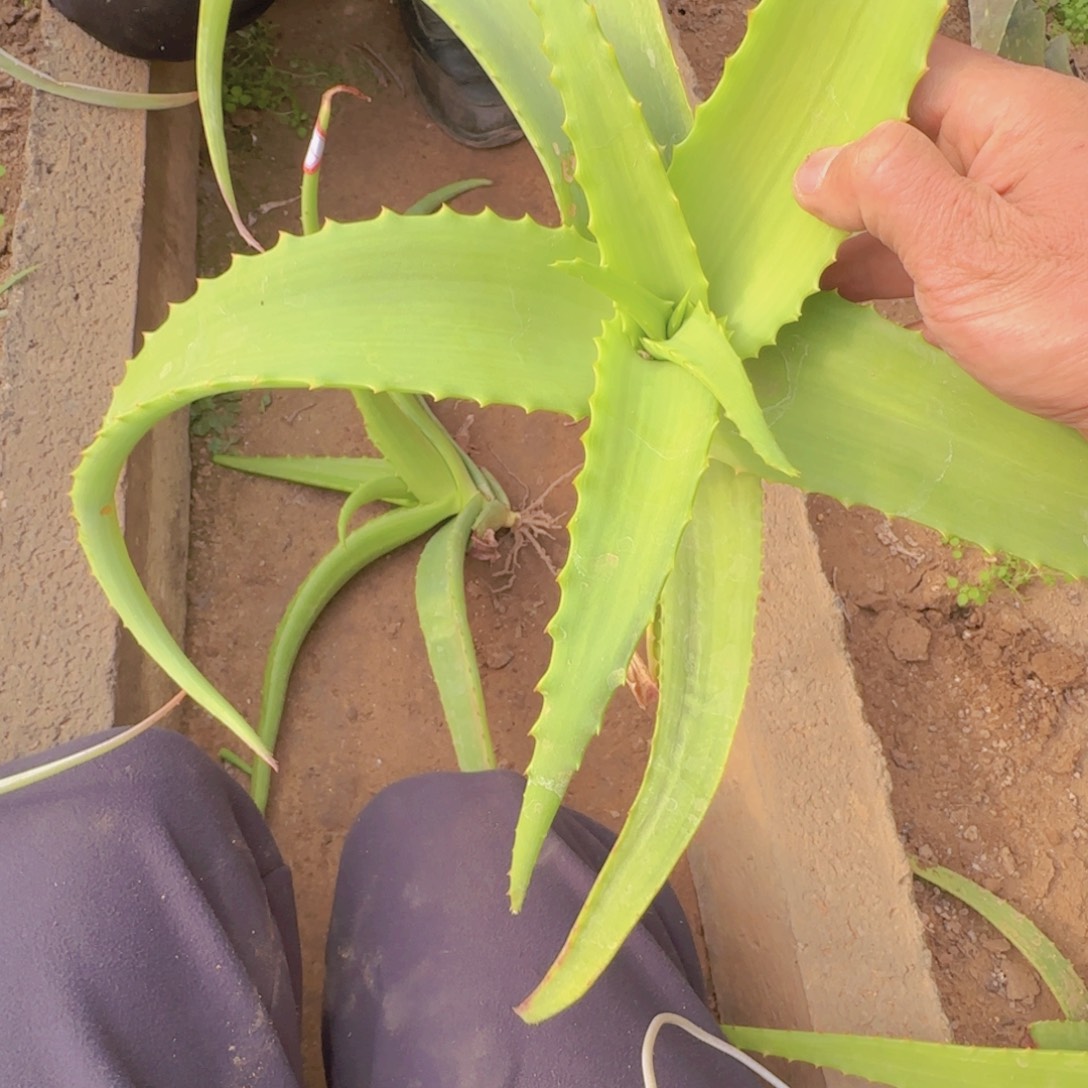 晴****块根植物块根植物