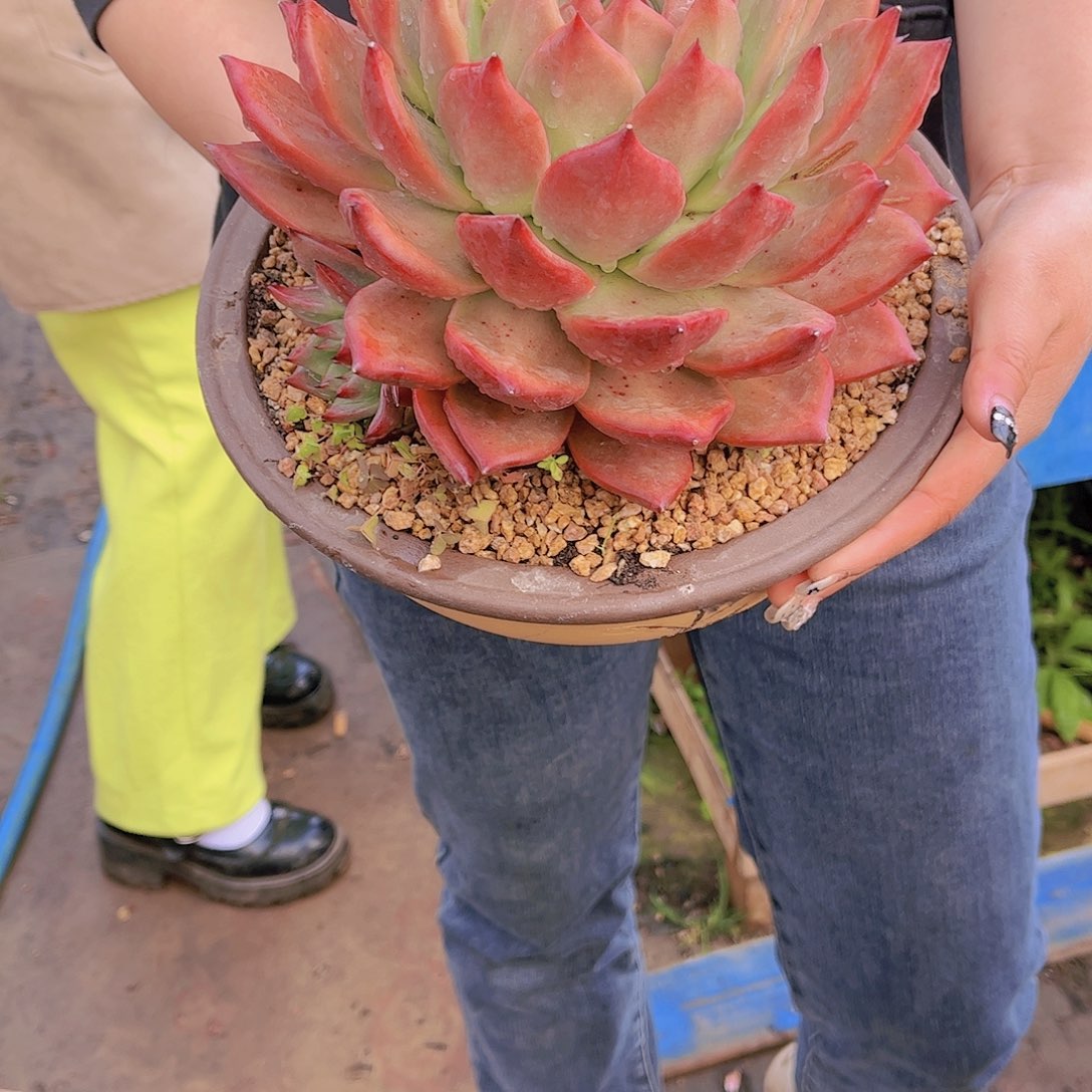 红陶无*多肉植物保护研究所