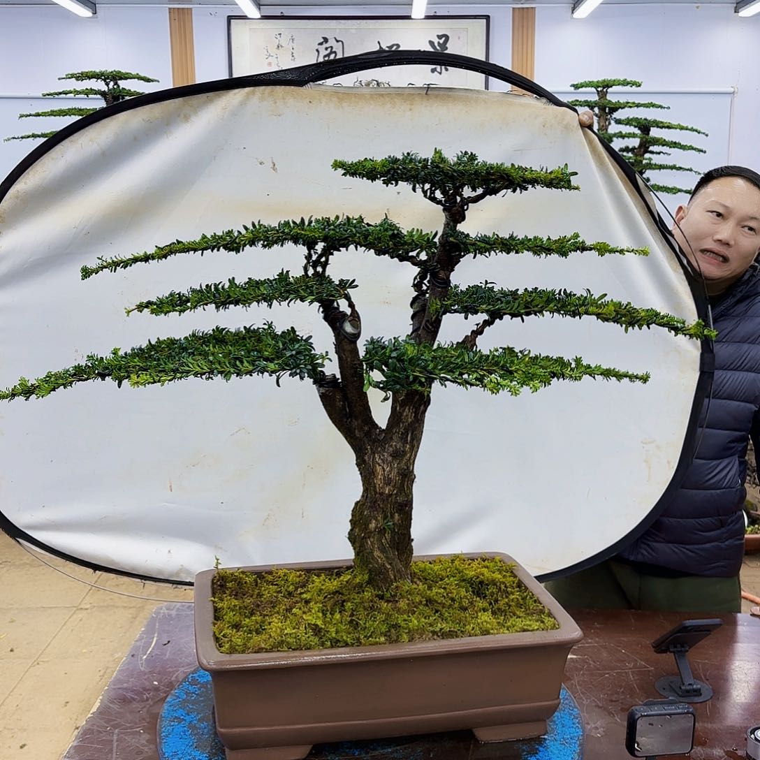 盆景欢迎大家一起来捡漏