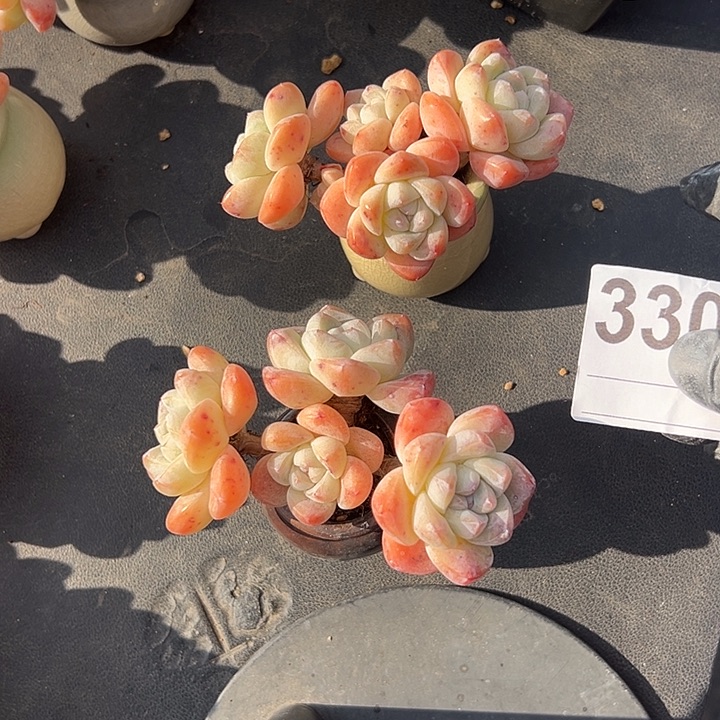 大***雨3301，俩个四头冰玉带盆发的