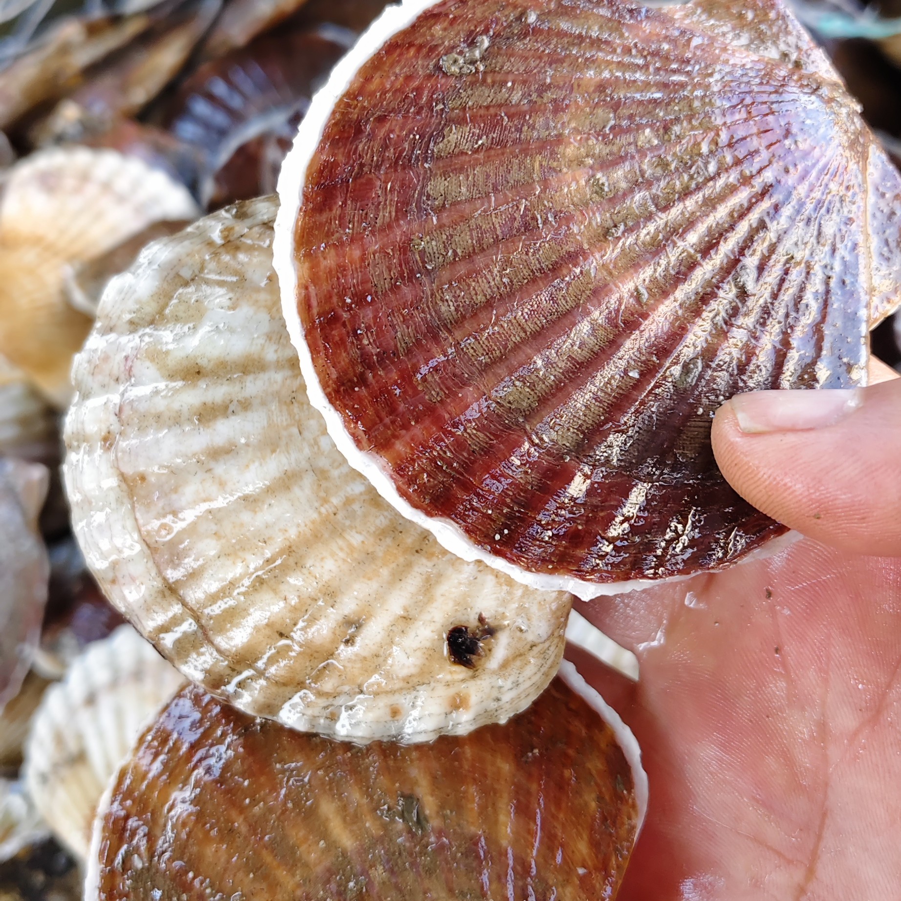 渤海湾当天捕捞夏夷贝虾夷扇贝鲜甜经济实惠顺丰包邮保鲜不保活