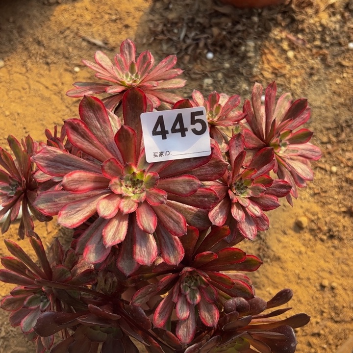 紫霞多肉植物455