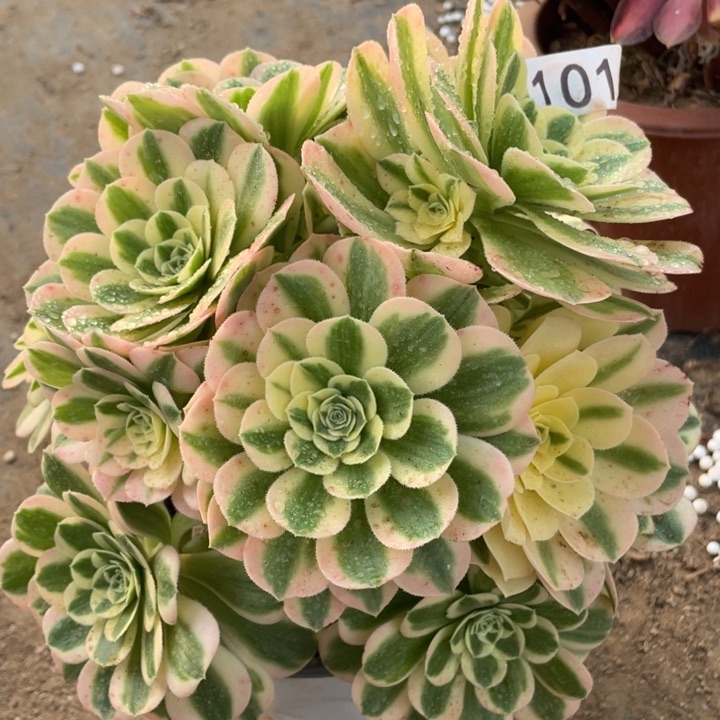 101多肉植物迈巴赫