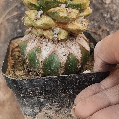 557牡丹嫁接的瑕疵品