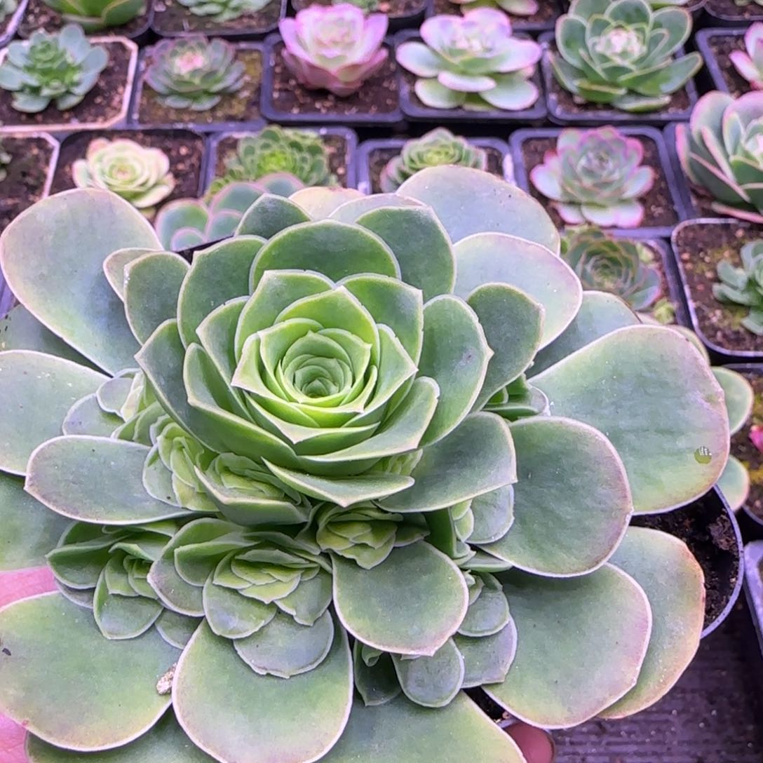 双层捧花紫粉玫瑰老庄124242424