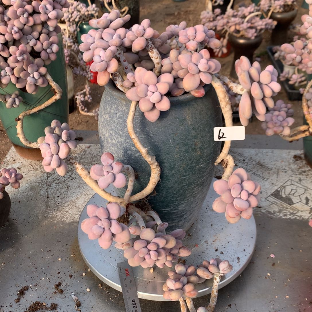 用***7桃蛋老桩有瑕疵福利62号