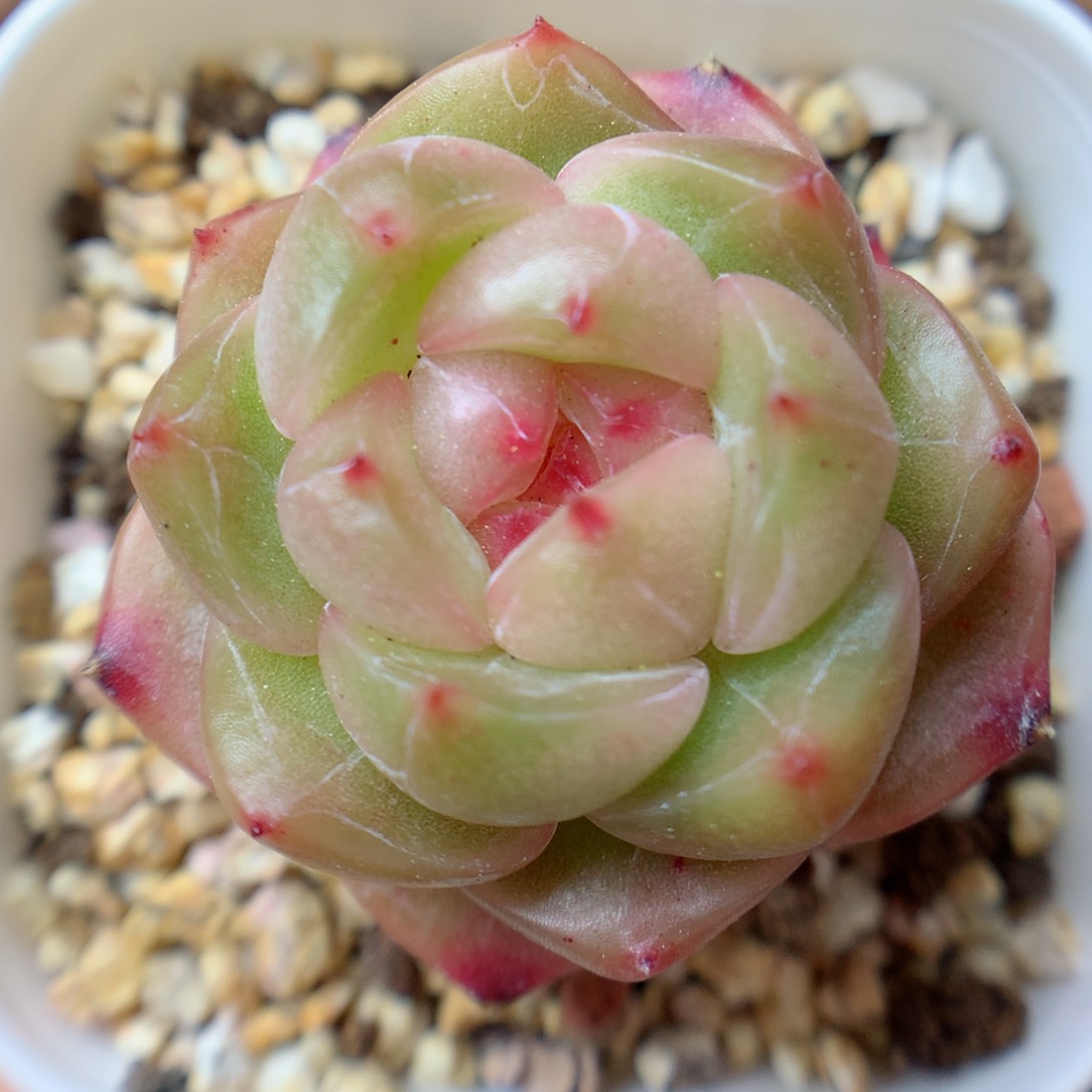 一物一拍精品多肉。 珍妮12