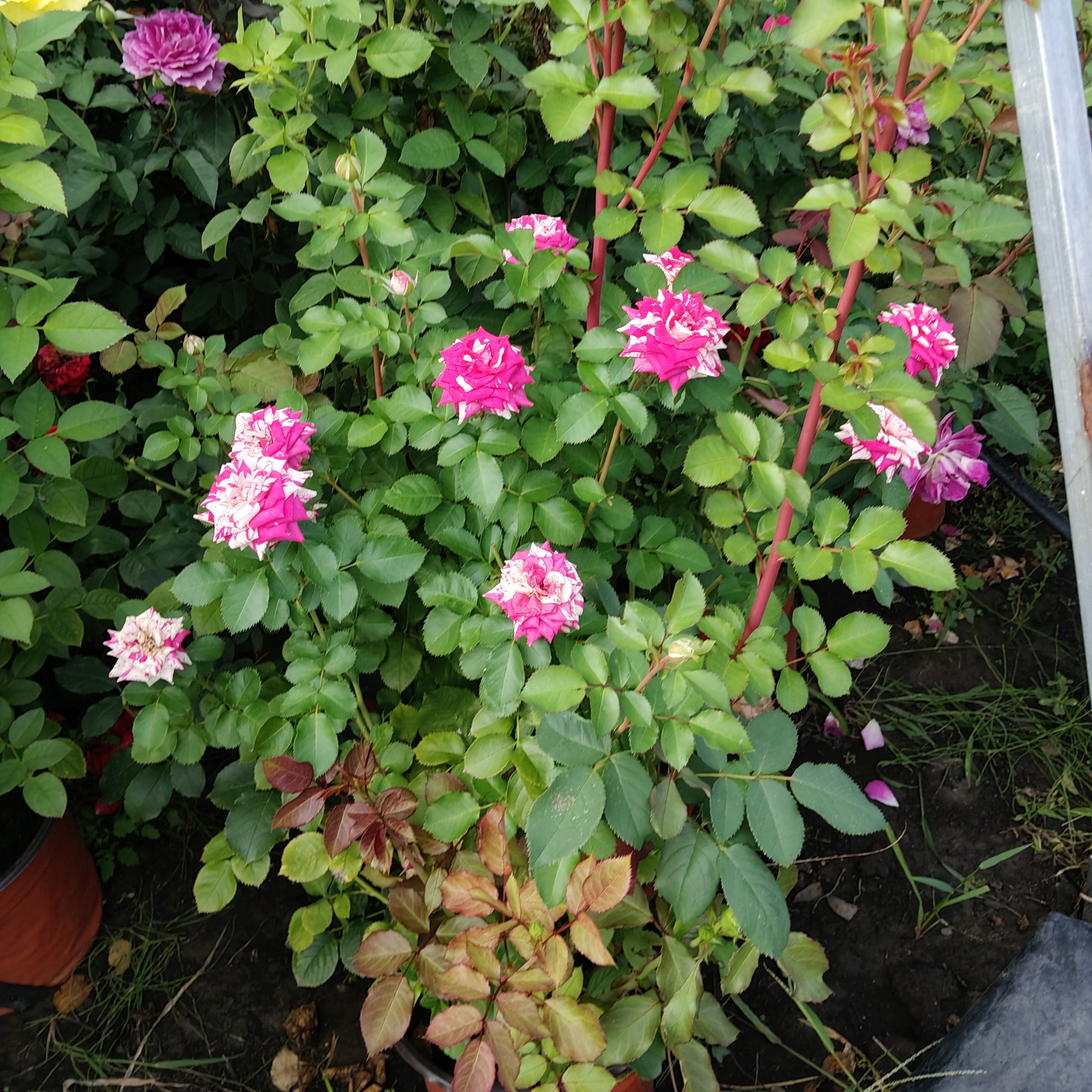 瓶盖月季花盆栽室内外易养护四季开花花卉绿植