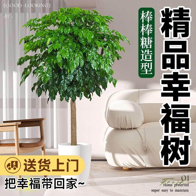 大型老桩幸福树棒棒糖绿宝除甲醛净化空气懒人好养绿植大独杆易活