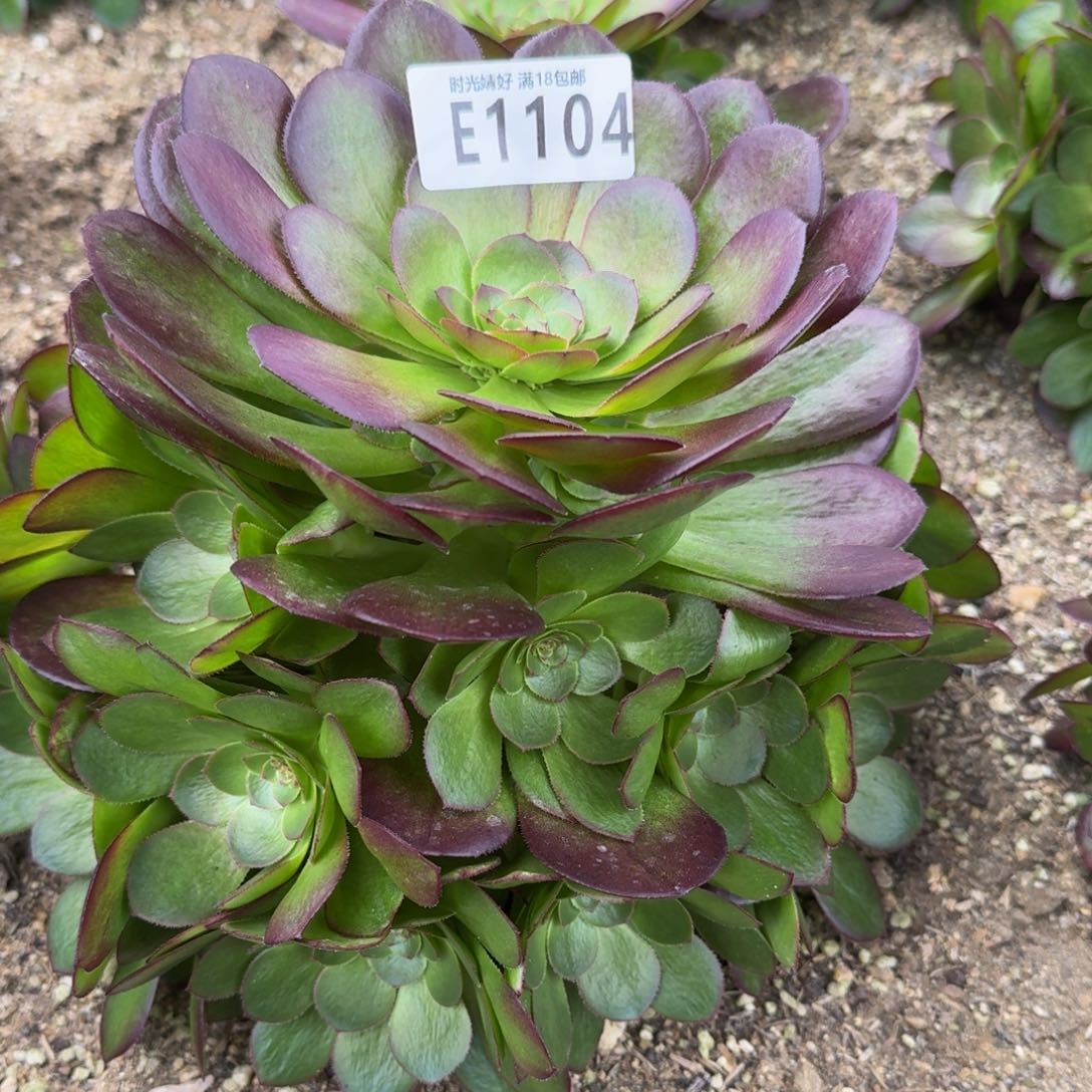 1104雨荷多肉植物