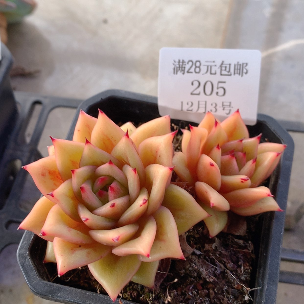 【闪购商品】云205