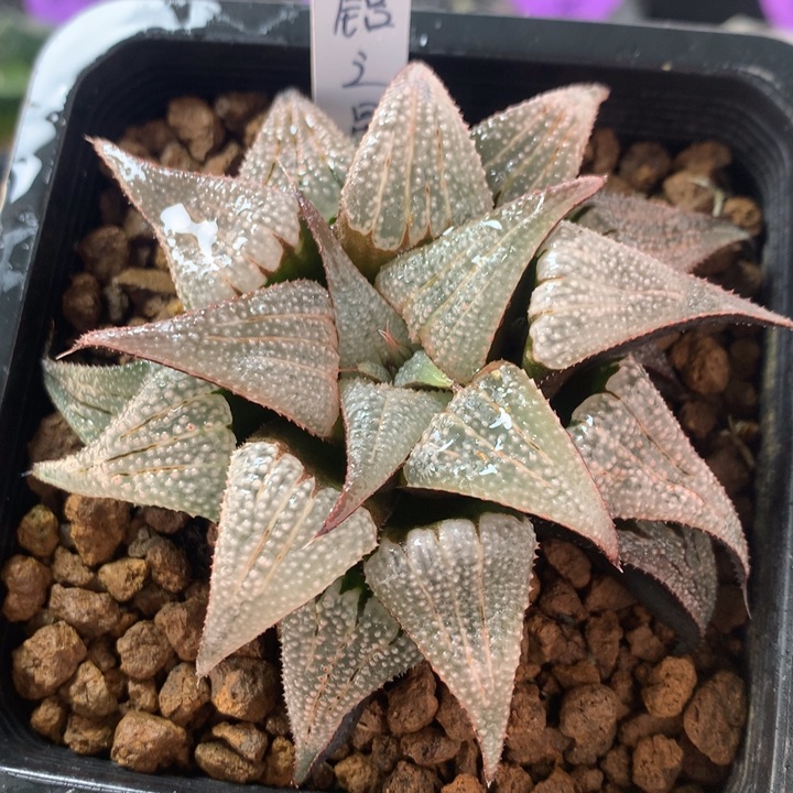 铝之星一物一拍带盆