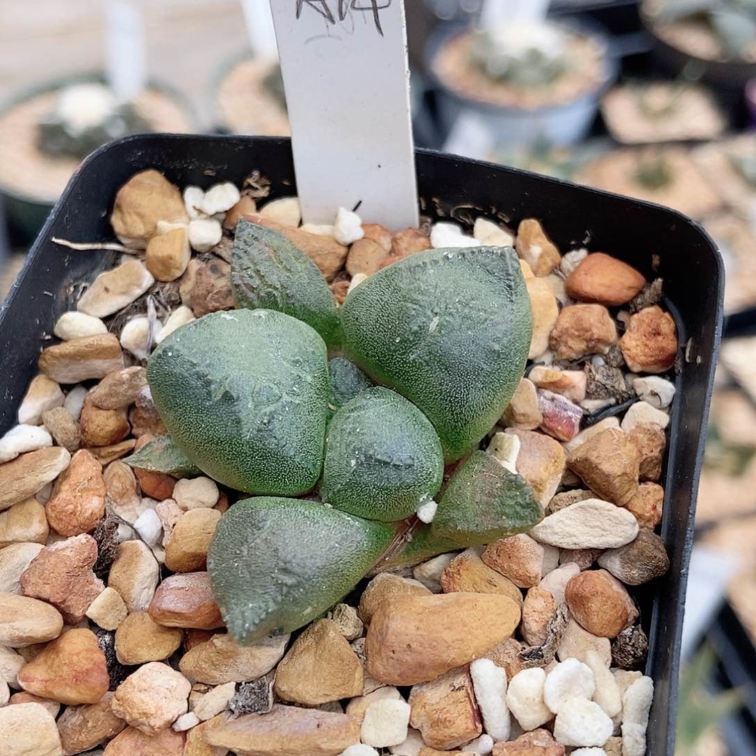 仙人球 连山 实生3.5cm