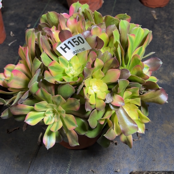 瑞妈，，。。。。。150。洛神