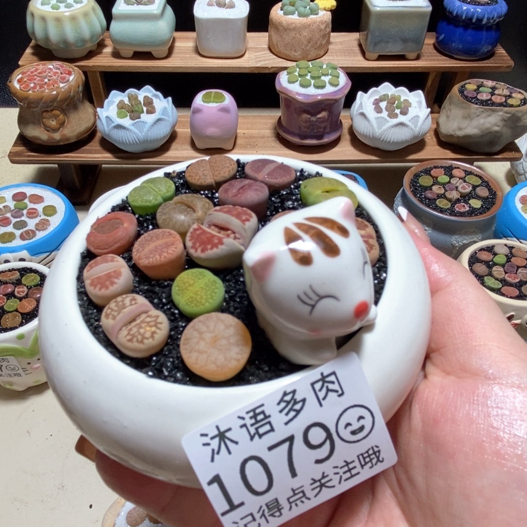 所见即所得 一物一拍1079