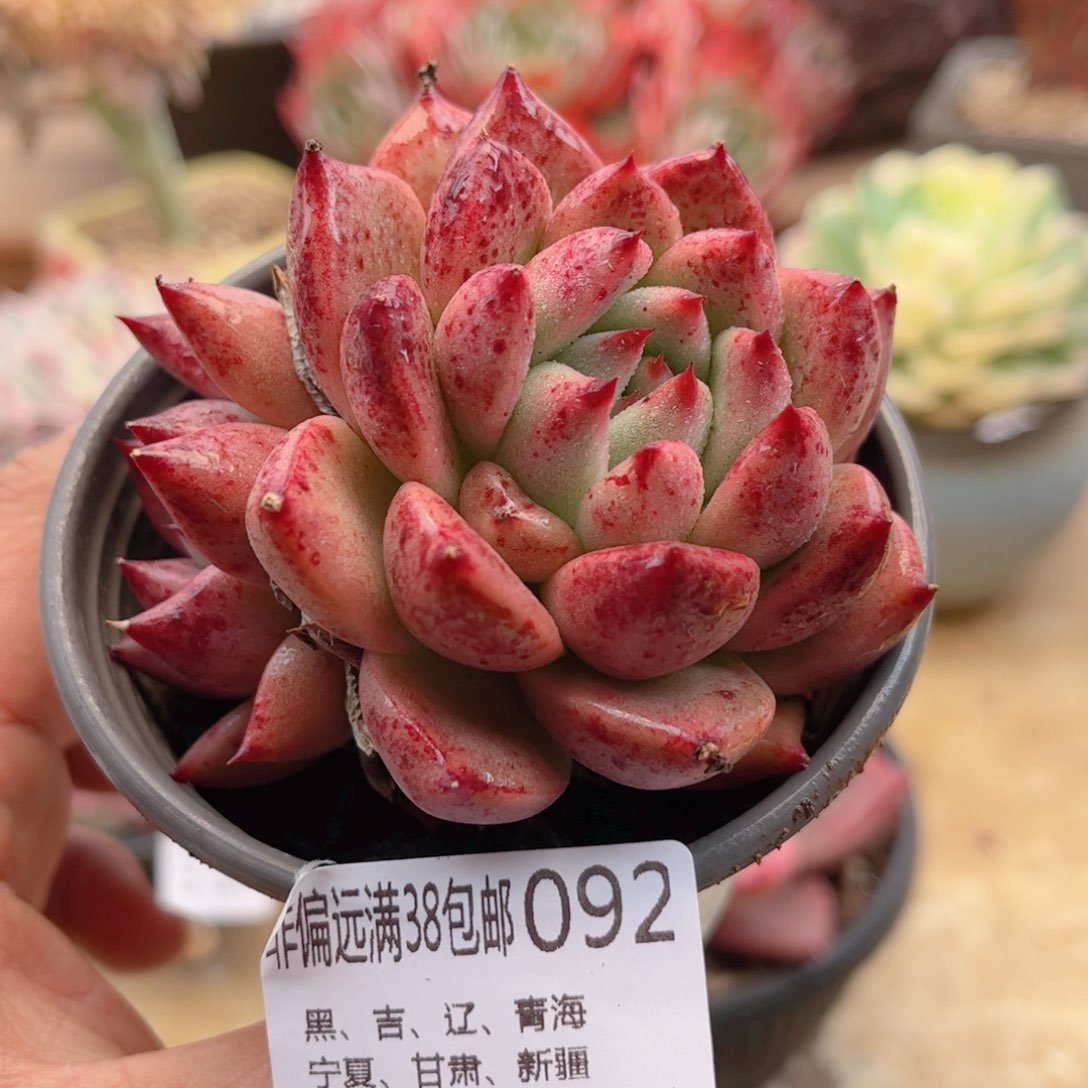 092红颜蜜语德华多肉