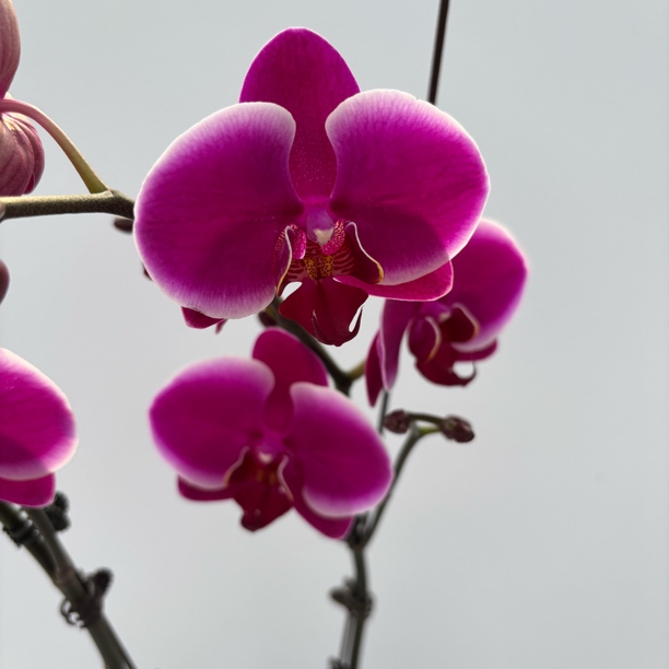 【比勒陀利亚】梦语花卉蝴蝶兰安祖系列欧品花蜡质花花期长 开花株