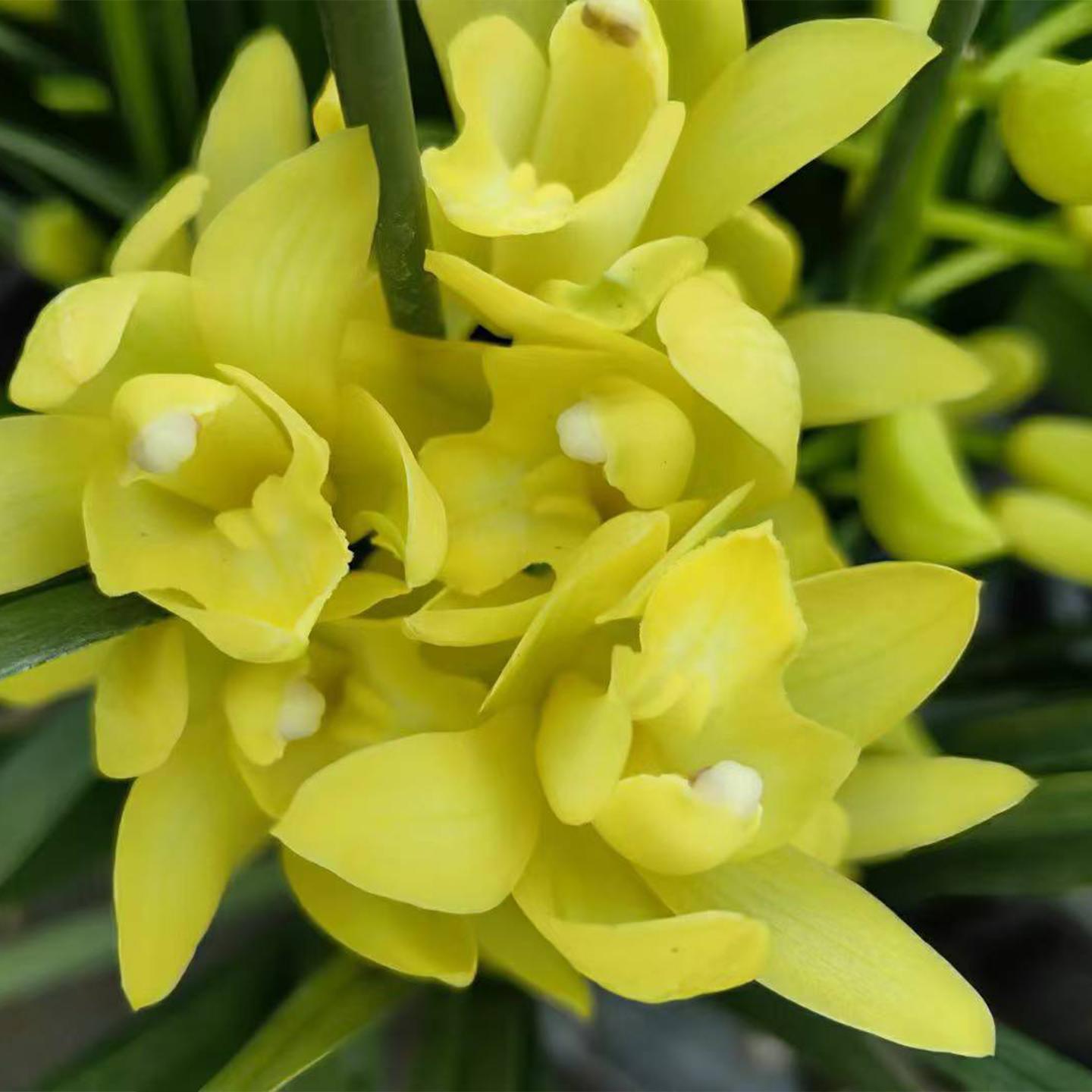 金皇后大花惠兰带花箭花苞整盆发货金黄色精品花卉含苞待放兰花