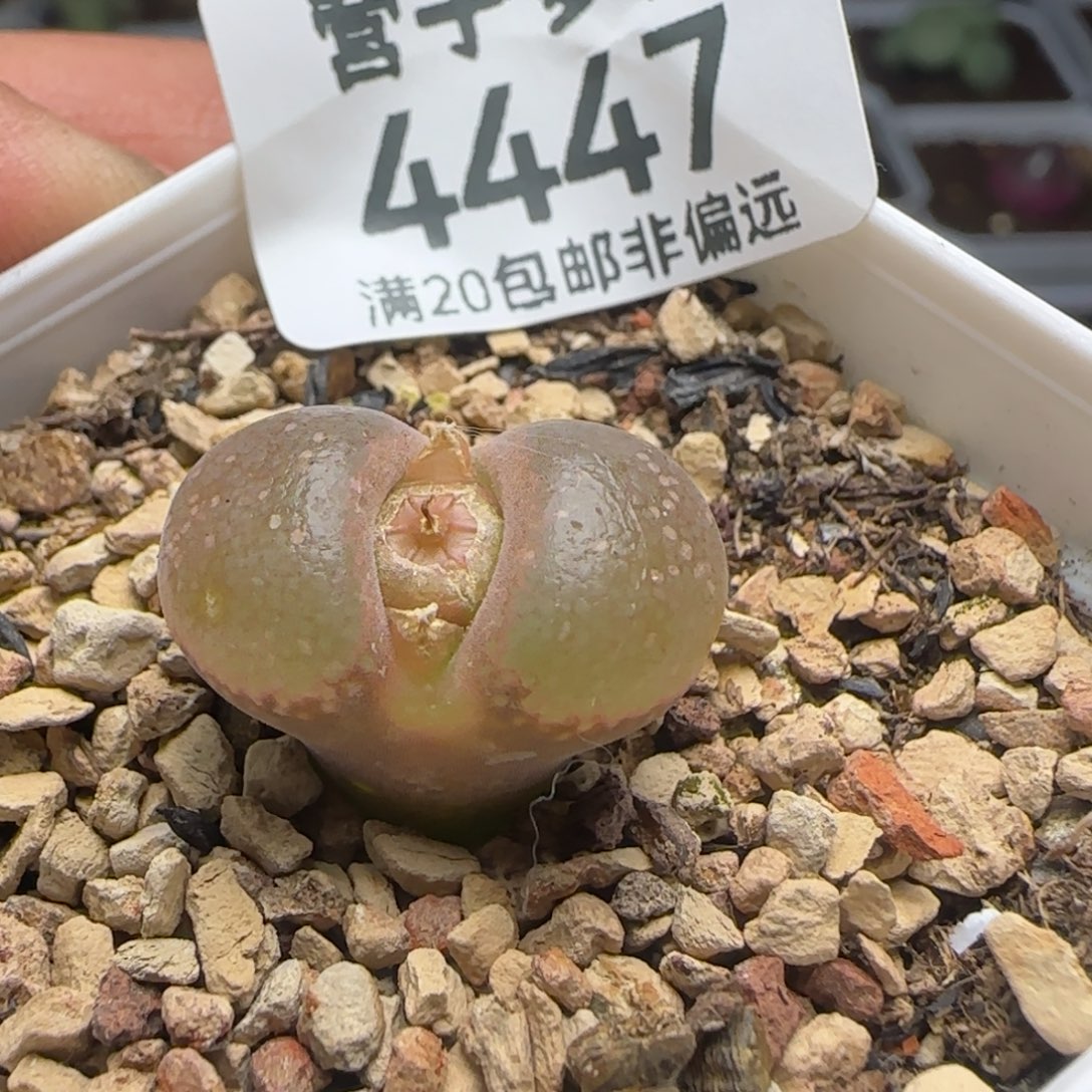 产地c10带盆土。               