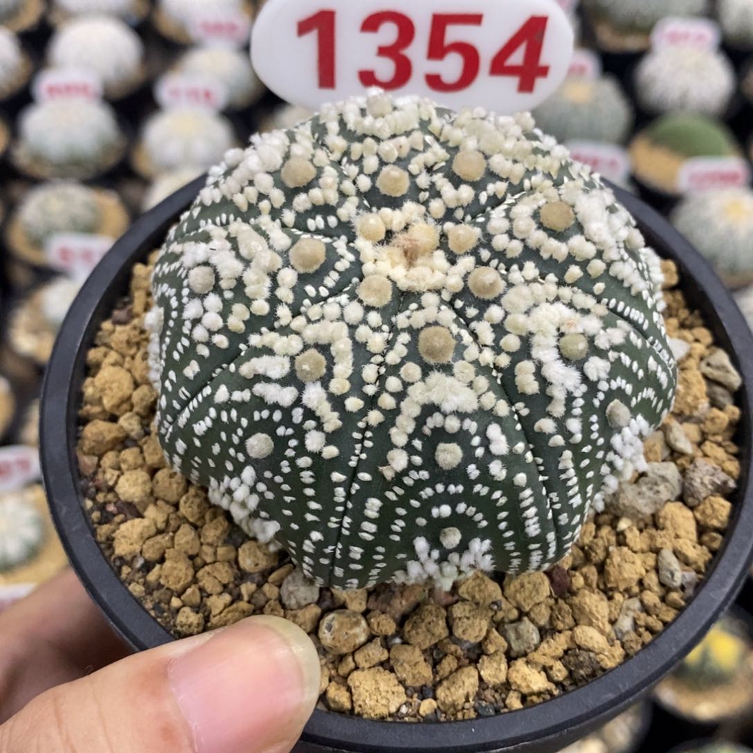 1354海星花园兜福利多多