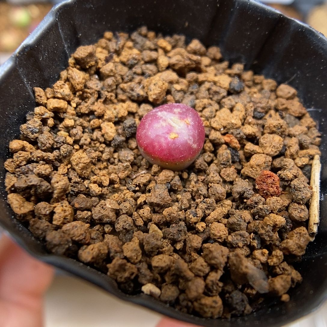 多肉植物K-2059（0.8）甜甜圈杂 全窗