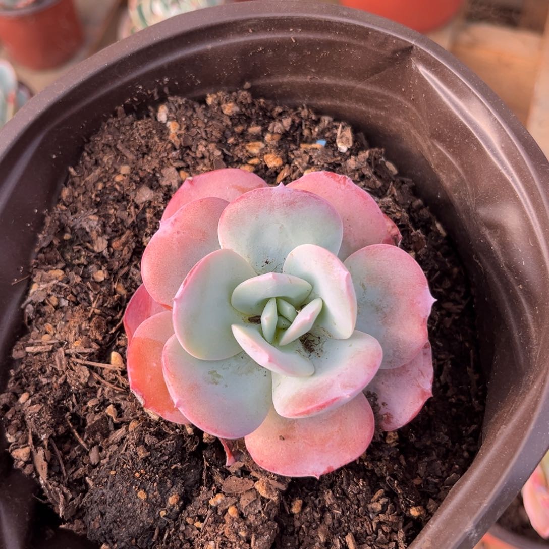 奶茶多肉植物精油的