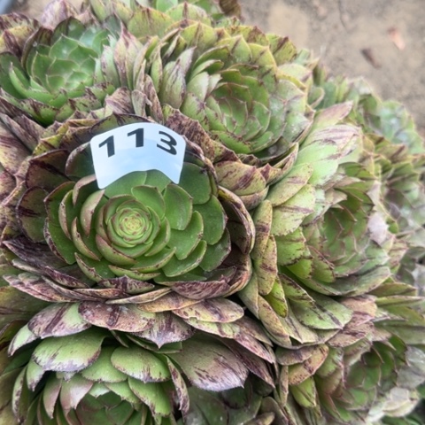 y***笑法师万拉丝2颗