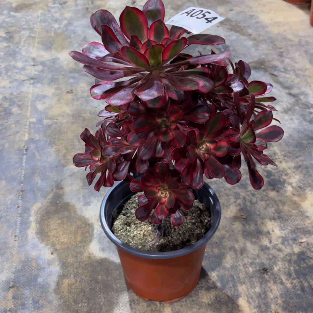 多肉植物丽娜054多肉