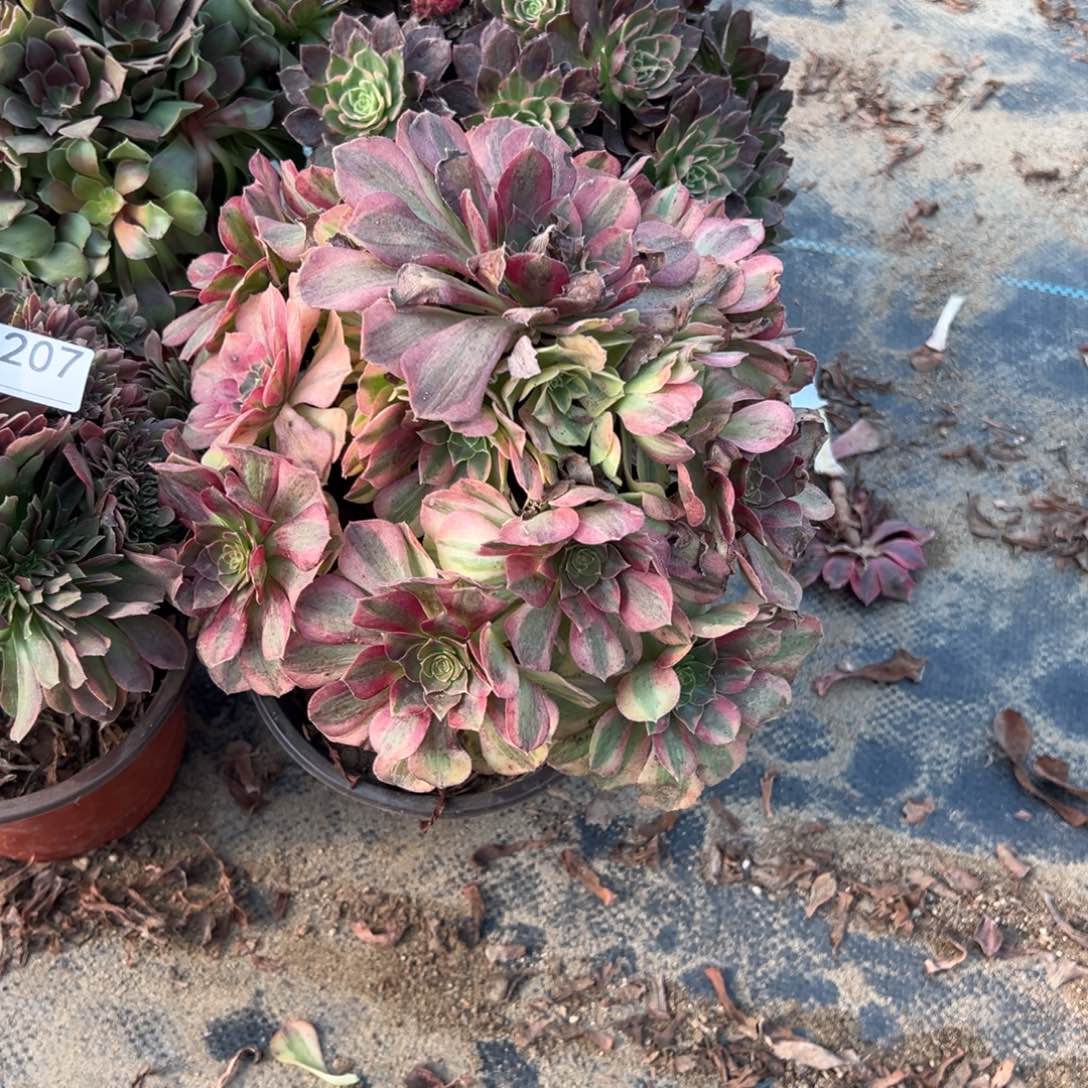 蝴***蝶207四颗组合多肉植物法师