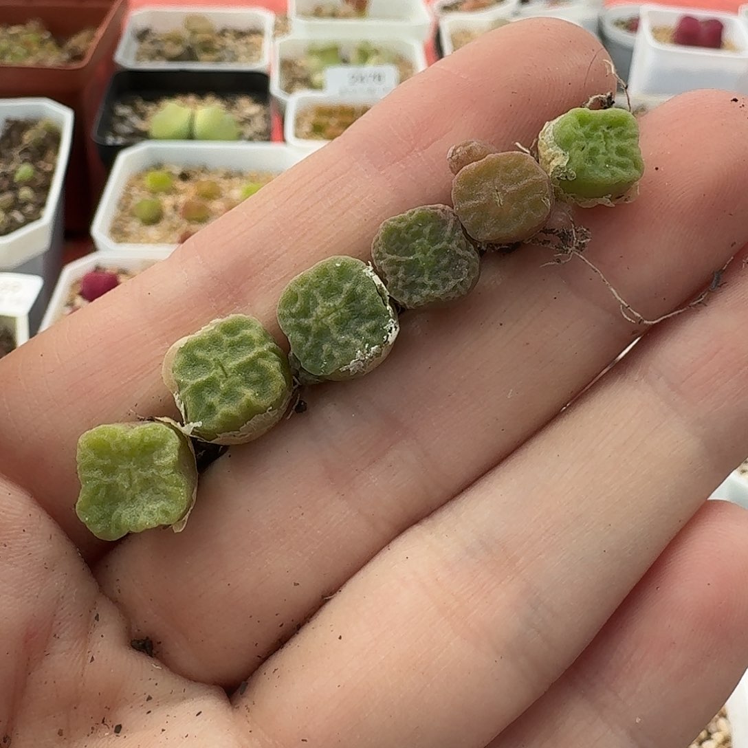 老马生石花方烧2631